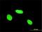 Protein AF-17 antibody, H00004302-M02, Novus Biologicals, Immunofluorescence image 
