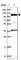 Integrator Complex Subunit 4 antibody, HPA042378, Atlas Antibodies, Western Blot image 