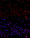 Heterogeneous Nuclear Ribonucleoprotein L antibody, 14-428, ProSci, Immunofluorescence image 