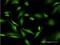 Purine Rich Element Binding Protein A antibody, MA5-19766, Invitrogen Antibodies, Immunofluorescence image 