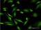 Transcriptional activator protein Pur-alpha antibody, MA5-19766, Invitrogen Antibodies, Immunofluorescence image 