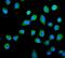 Proteasome Activator Subunit 2 antibody, A07053-1, Boster Biological Technology, Immunofluorescence image 