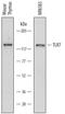 Toll Like Receptor 7 antibody, MAB7156, R&D Systems, Western Blot image 