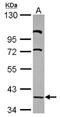 LIM Domain Binding 2 antibody, NBP2-19341, Novus Biologicals, Western Blot image 