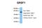 G-Rich RNA Sequence Binding Factor 1 antibody, PA5-69075, Invitrogen Antibodies, Western Blot image 