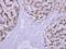 Tripeptidyl Peptidase 1 antibody, LS-C185571, Lifespan Biosciences, Immunohistochemistry paraffin image 