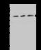 Indoleamine 2,3-Dioxygenase 1 antibody, 203332-T34, Sino Biological, Western Blot image 