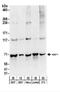 Nuclear RNA Export Factor 1 antibody, NBP2-22267, Novus Biologicals, Western Blot image 