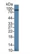 Aconitase 1 antibody, MBS2028596, MyBioSource, Western Blot image 