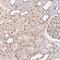 Cullin Associated And Neddylation Dissociated 1 antibody, NBP2-38974, Novus Biologicals, Immunohistochemistry frozen image 