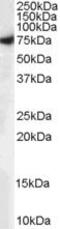 Syntaxin Binding Protein 1 antibody, PA5-18212, Invitrogen Antibodies, Western Blot image 