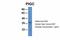 Phosphatidylinositol Glycan Anchor Biosynthesis Class C antibody, A12079, Boster Biological Technology, Western Blot image 