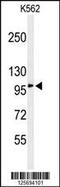 EFR3 Homolog A antibody, 61-741, ProSci, Western Blot image 