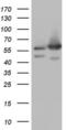 NEDD8 Activating Enzyme E1 Subunit 1 antibody, MA5-26665, Invitrogen Antibodies, Western Blot image 