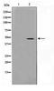Bars antibody, TA347791, Origene, Western Blot image 