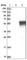 Tektin 2 antibody, HPA027461, Atlas Antibodies, Western Blot image 