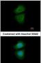 WD Repeat Domain 77 antibody, PA5-30811, Invitrogen Antibodies, Immunofluorescence image 