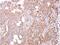 Stomatin-like protein 1 antibody, NBP1-32227, Novus Biologicals, Immunohistochemistry frozen image 