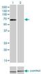 CDKN2A Interacting Protein antibody, H00055602-M06, Novus Biologicals, Western Blot image 
