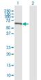 CAMP Responsive Element Binding Protein 5 antibody, H00009586-B01P, Novus Biologicals, Western Blot image 