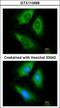 Hypoxanthine Phosphoribosyltransferase 1 antibody, GTX113466, GeneTex, Immunofluorescence image 