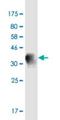 Synaptotagmin 13 antibody, H00057586-M04-100ug, Novus Biologicals, Western Blot image 