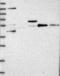 MCF.2 Cell Line Derived Transforming Sequence-Like 2 antibody, NBP1-90850, Novus Biologicals, Western Blot image 