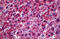 Hypoxia Up-Regulated 1 antibody, MBS245708, MyBioSource, Immunohistochemistry frozen image 