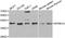 NFKB Inhibitor Alpha antibody, LS-C746963, Lifespan Biosciences, Western Blot image 