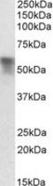 Serpin Family A Member 6 antibody, MBS422577, MyBioSource, Western Blot image 