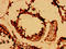Defensin Beta 126 antibody, orb401372, Biorbyt, Immunohistochemistry paraffin image 