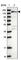 Ankyrin Repeat Domain 50 antibody, HPA044008, Atlas Antibodies, Western Blot image 