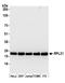 Ribosomal Protein L21 antibody, A305-031A, Bethyl Labs, Western Blot image 