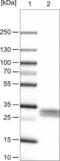 Thy-1 Cell Surface Antigen antibody, NBP2-52961, Novus Biologicals, Western Blot image 