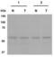 Gliomedin antibody, PA1-46144, Invitrogen Antibodies, Western Blot image 