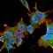 Brevican antibody, NBP2-22401, Novus Biologicals, Immunocytochemistry image 