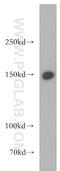La Ribonucleoprotein Domain Family Member 1 antibody, 13708-1-AP, Proteintech Group, Western Blot image 