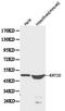 Keratin 20 antibody, orb129658, Biorbyt, Western Blot image 