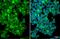 AIF1 antibody, GTX101495, GeneTex, Immunofluorescence image 