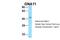 G Protein Subunit Alpha 11 antibody, NBP1-98606, Novus Biologicals, Western Blot image 