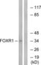 Forkhead Box R1 antibody, LS-C119980, Lifespan Biosciences, Western Blot image 