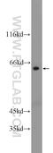 REST Corepressor 3 antibody, 55173-1-AP, Proteintech Group, Western Blot image 