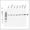 TNF Receptor Superfamily Member 11b antibody, MCA5970GA, Bio-Rad (formerly AbD Serotec) , Enzyme Linked Immunosorbent Assay image 