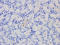 Frizzled Related Protein antibody, orb378065, Biorbyt, Immunohistochemistry paraffin image 