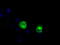 Lipase G, Endothelial Type antibody, TA501002, Origene, Immunofluorescence image 
