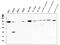 Signal Transducer And Activator Of Transcription 5B antibody, PB9512, Boster Biological Technology, Western Blot image 