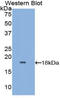 Glia Maturation Factor Gamma antibody, LS-C374078, Lifespan Biosciences, Western Blot image 
