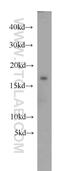 Methionine Sulfoxide Reductase B2 antibody, 17629-1-AP, Proteintech Group, Western Blot image 