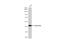 Beta-Actin antibody, GTX134928, GeneTex, Western Blot image 