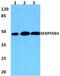 Serpin Family B Member 4 antibody, PA5-37051, Invitrogen Antibodies, Western Blot image 
